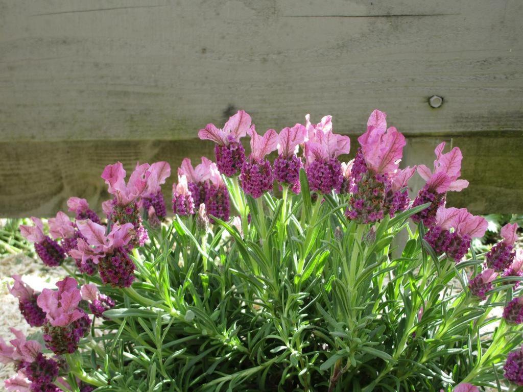 فيلا Un Figuier Dans Notre Jardin Beaune-la-Rolande الغرفة الصورة