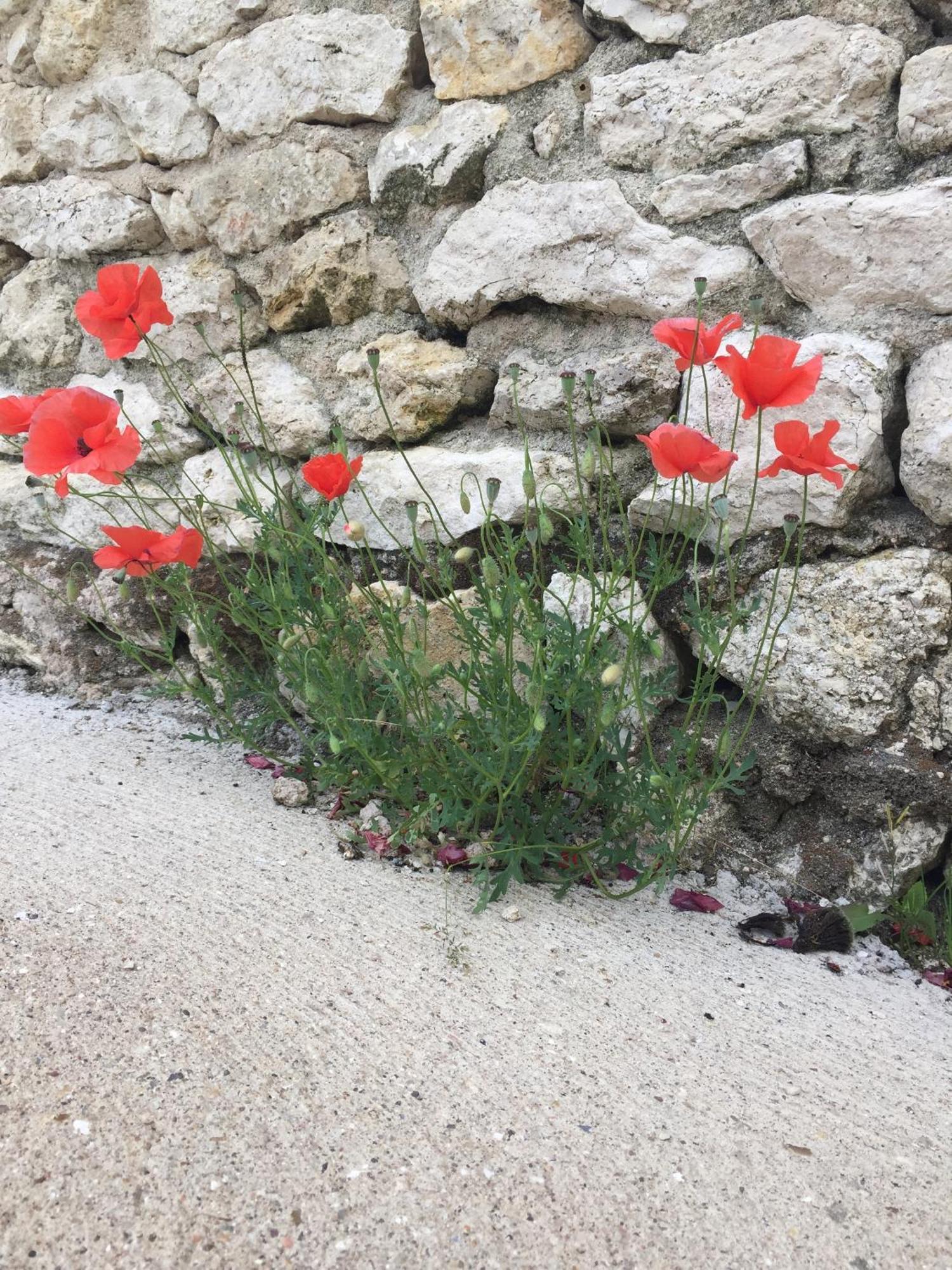 فيلا Un Figuier Dans Notre Jardin Beaune-la-Rolande الغرفة الصورة