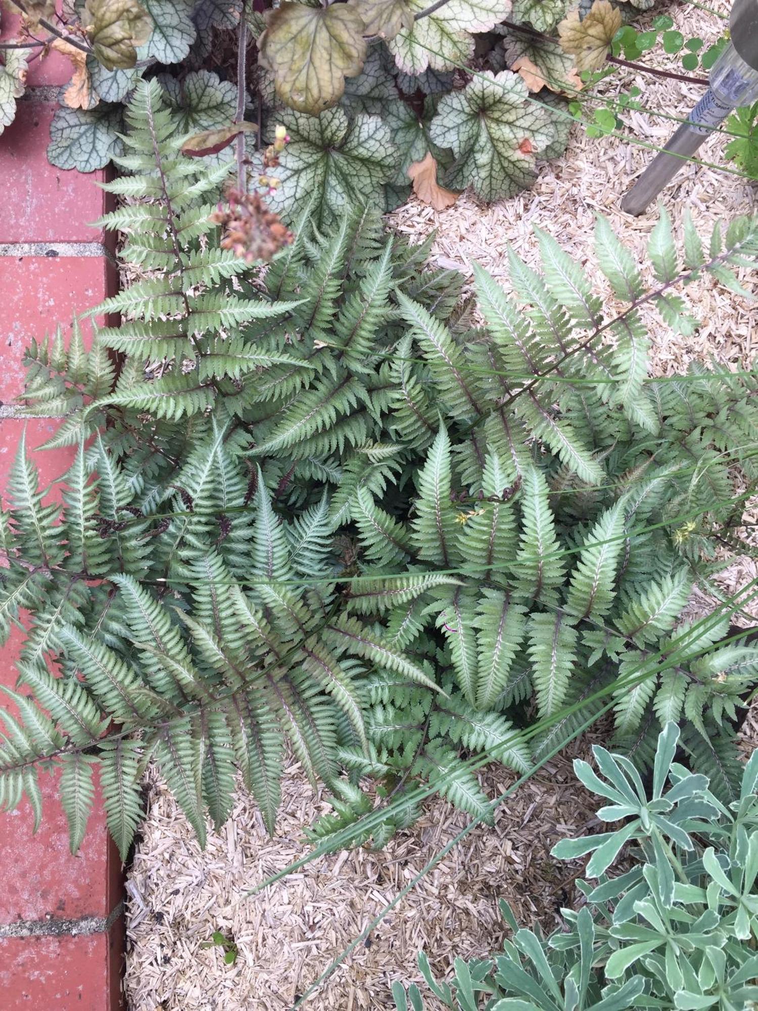 فيلا Un Figuier Dans Notre Jardin Beaune-la-Rolande المظهر الخارجي الصورة
