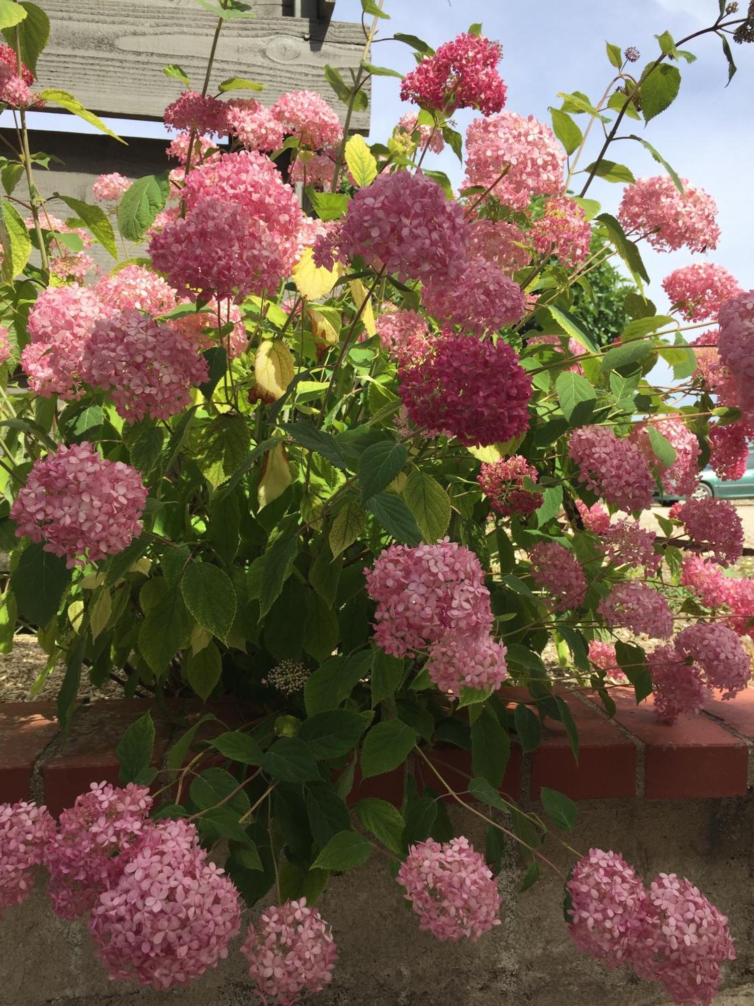 فيلا Un Figuier Dans Notre Jardin Beaune-la-Rolande الغرفة الصورة